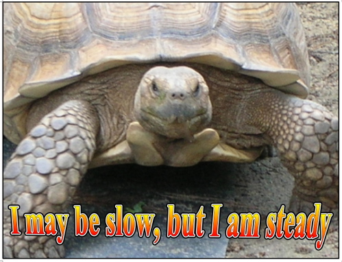 tortoise-steady-03.jpg